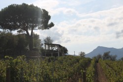 La corse en bouteille